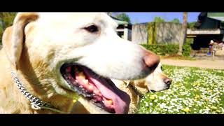 LA LÉGENDE DU LABRADOR <br> Marie-Laure Peretti