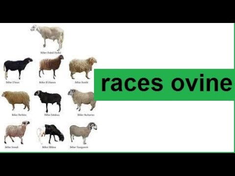 , title : 'les plus belle races ovine dans le monde'