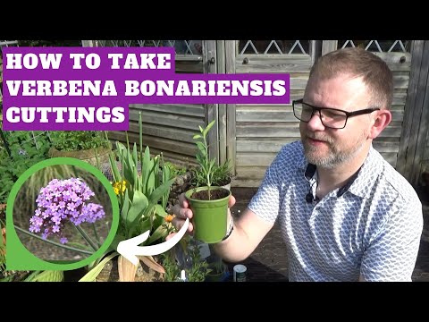 How to Take Verbena bonariensis Cuttings by 2 Methods | Propagation Techniques | Plants for Free