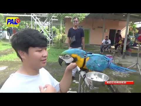 Burung Macaw, Burung Unik Mempesona