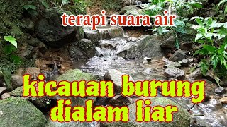 Download lagu SUARA AIR dan kicauan burung dialam liar ampuh untuk terapi burung macet bunyi mp3