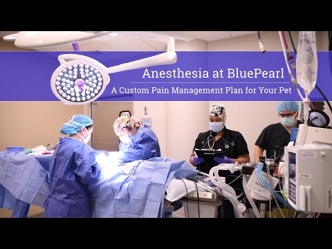 Anesthesia at BluePearl