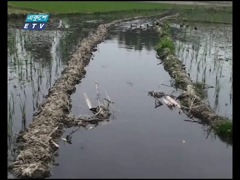 ময়মনসিংহে কারখানার বর্জ্যে ফসলি জমি নিস্ফলা