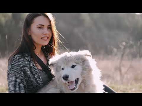 The reality of accidents with dogs 🥲 #pomeranian #dog