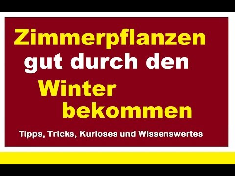 Zimmerpflanzen gut überwintern lassen Pflanzen durch den Winter bekommen - Richtige Pflege