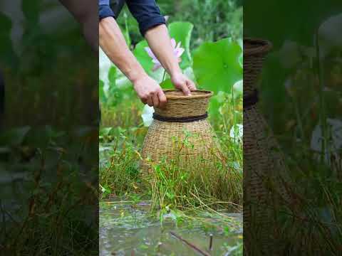 A Taste of the Wild: Harvesting Mountain Bayberries.