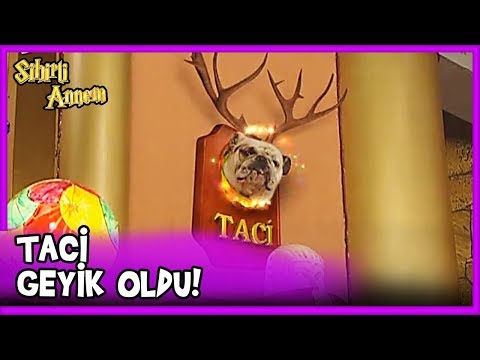 Dudu, Taci'yi GEYİK YAPTI! - Sihirli Annem 30. Bölüm