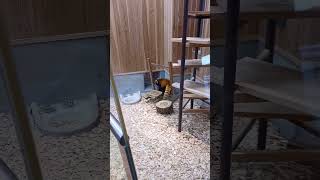 おもちゃを破壊するレッサーパンダ #東山動物園 #レッサーパンダ
