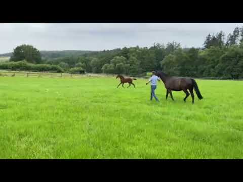 Hengst Fohlen von Baron geb. 29.05.21