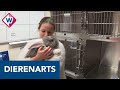 Dierenartsen willen praktijk voor Haagse minima - OMROEP WEST