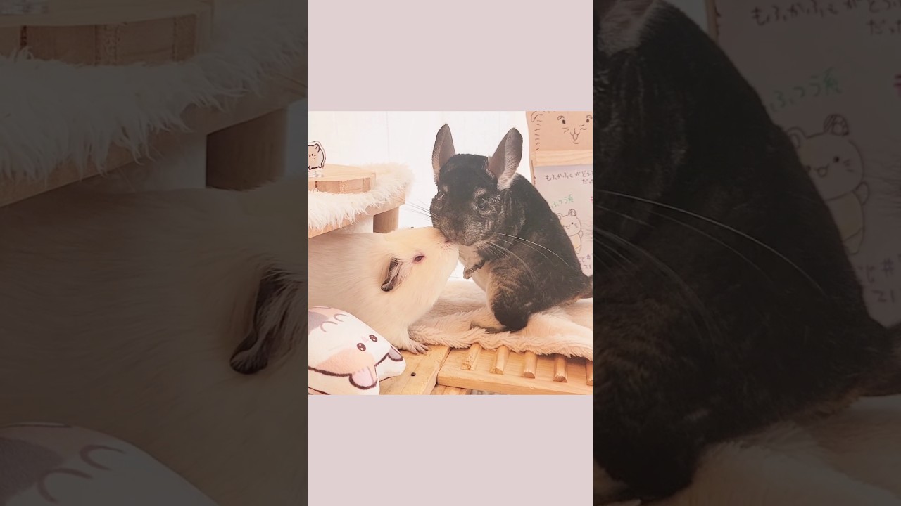 チンチラに顔をうずめたいモルモット #モルモット #guineapig