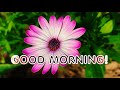 Good Morning Wishes With Beautiful Messages
