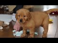 Golden Retriever dogs for sale: Alex - Video 1