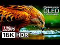Ultra Clarity 16K HDR 120fps Dolby Vision See The World Like Never Before