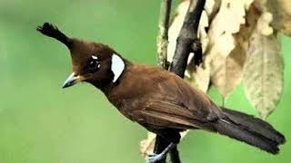 Download lagu Cililin VS Cucak Cungkok Jeda 3 Menit mp3 Download lagu Cililin VS Cucak Cungkok Jeda 3 Menit mp3