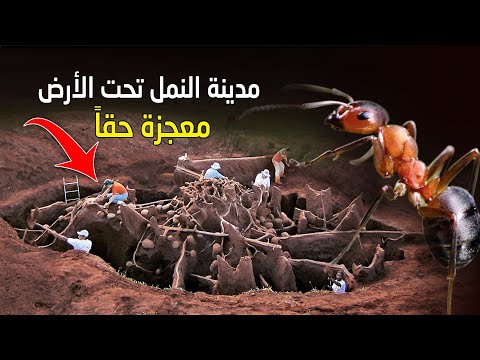 , title : 'كيف بنى النمل مدينة كاملة تحت الارض حيرت العلماء في تفاصيلها ... معجزة الله في خلق النمل تفاجأنا'