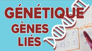 Génétique et Gènes Liés  # 4 - SVT - Terminale S - Mathrix