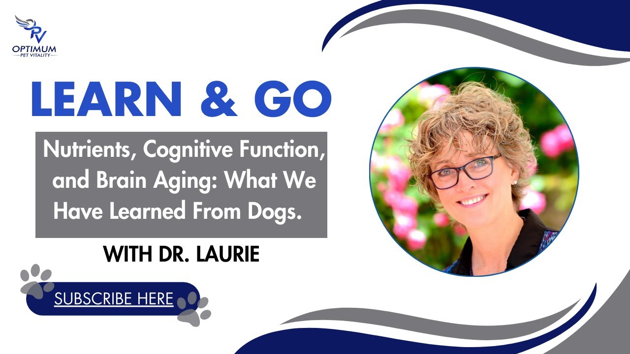 Unlocking Brain Health:  What Dogs Can Teach Us About Aging