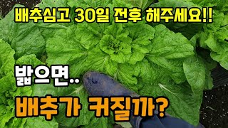 배추를 밟거나 누르면 배추가 커질까요 배추무름병 추비 병해충방제 30일전후 꼭 해야할일