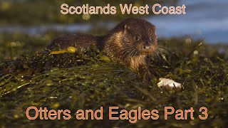 Scottish West Coast. Otters and Eagles Part 3