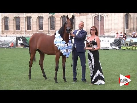 BRONZE - N.8 HDM MARIA APAL - Chantilly 2016 World Cup - Yearling Fillies Championship (Class 11)