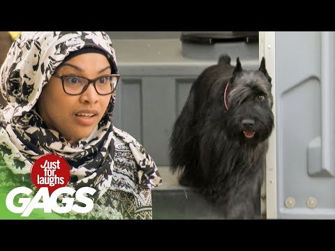 Prank Video: Did That Dog Just Use the Restroom?!?