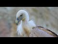 Griffon Vulture Gyps Fulvus Is A Large Old World Vulture In The Bird Of Prey Family Accipitridae It