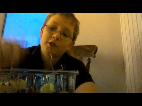 How to eat grapes like a Boss!!!!