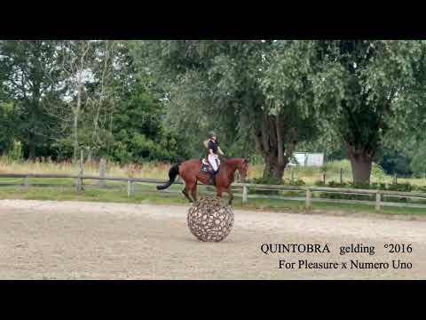 Quintobra F