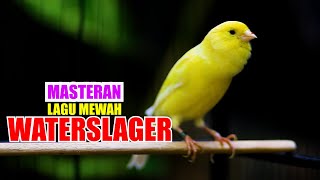 Download lagu WATERSLAGER CANARY mp3