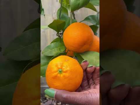 Growing citrus trees in containers: Our first mandarin orange #shorts #garden #gardener