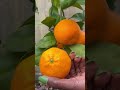 Growing citrus trees in containers: Our first mandarin orange #shorts #garden #gardener