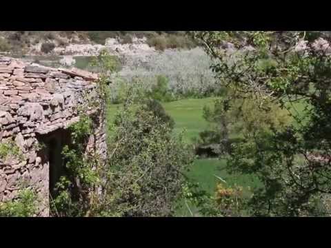 Ones de cereal a la Baixa Segarra