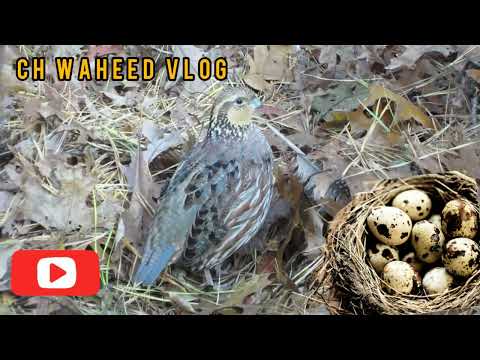 BobWhite Quail | BobWhite Quail sound | Beautiful Bird sound