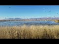 Ring Billed Gull Feeding Frenzy At Bear River Migratory Bird Refuge