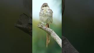 Download lagu Panggilan Unik Hill Prinia: Dengungan Tajam & Lagu Kompleks! mp3