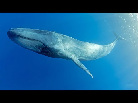 10 Biggest Fish In The World