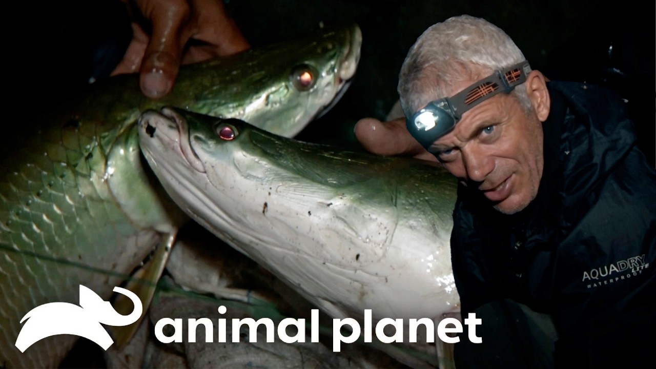 Jeremy Wade Confronts a FACE-Ripping Fish | River Monsters | Animal Planet