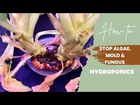 How To Stop Algae | Mold | Fungus From Growing On Hydroponics Systems (tips and tricks)