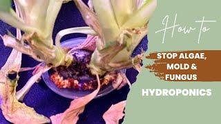 How To Stop Algae | Mold | Fungus From Growing On Hydroponics Systems (tips and tricks)