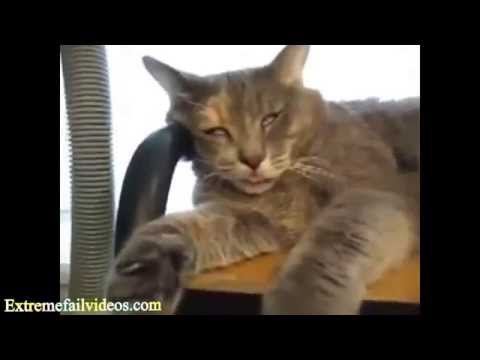 funny cat compilation try not to laugh