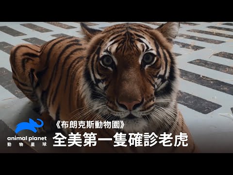 全美第一隻確診新冠肺炎的老虎｜布朗克斯動物園｜動物星球頻道