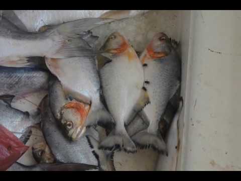 King Laza X Faya Gwaan - Moo Moni (Unofficial Music Video) 2016