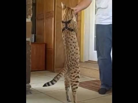 F1 Savannah cat Magic is tall!