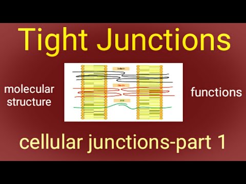 Molecular Structure & Functions of Tight Junctions | Cell Junction | Tight Junction | Biologie Notes