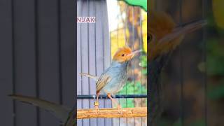 Download lagu Prenjak Gacor Super Emosi #prenjak #prenjakkepalamerah #pancinganprenjak mp3