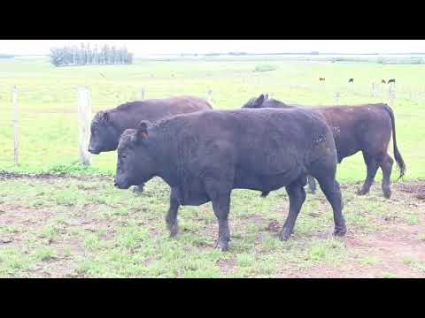 414 528  2699 – LOS PRINCIPIOS – ABERDEEN ANGUS
