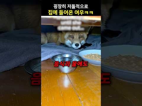 굉장히 저돌적으로 집에 들어온 여우ㅋㅋ