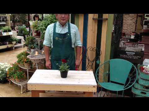 園芸 一年生のガイラルディア、ペイントされたガイラルディア