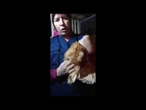 как определить, несется курица или нет.